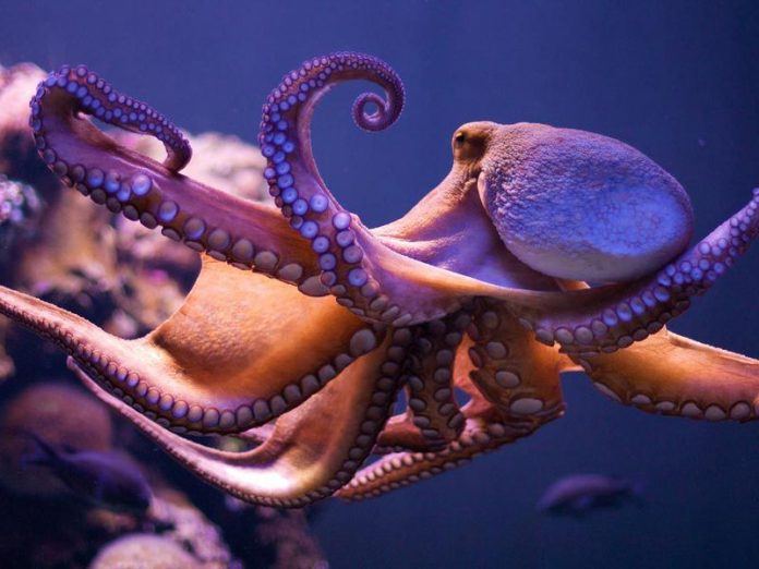 Difference between squid and octopus